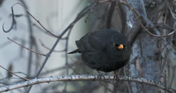 Starling Sits on a Branch in a Winter Forest. Black Bird Has a Funny and Scowling Look. alt