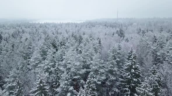 Winter forest nature snow-covered winter trees landscape view from air. alt