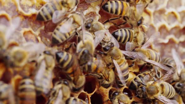 Capped Honey Combs alt