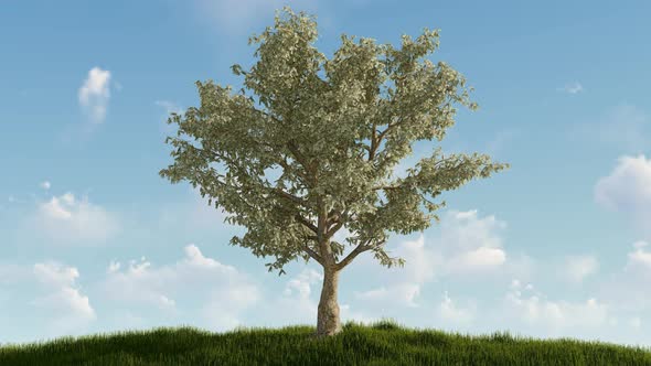 Money Tree On Hill