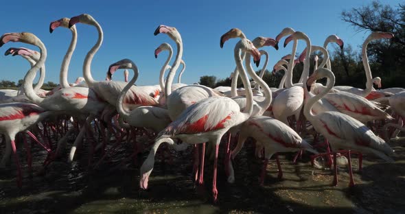 Greater Flamingos, Phoenicopterus roseus,Pont De Gau,Camargue, France alt