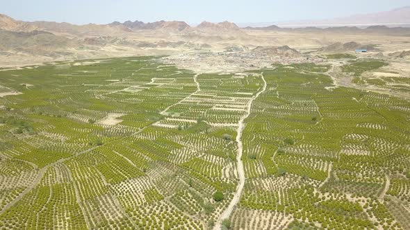 Spring on barberry farm. alt