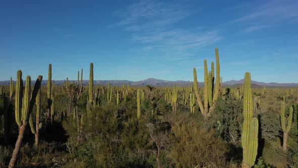 Side View of Beautiful Mexican Landscape Full of Tall Cactuses