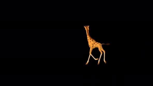 Little baby giraffe running and looking around alpha matte extreme long shot 4K
