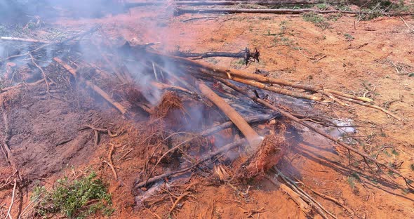 The Land Preparation Process for the Construction of a Forest Burning Which Has Been Uprooted alt