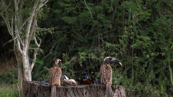 980235 Birds at the Feeder, Superb Starling, Red-billed Hornbill, African Grey Hornbill, Group in fl alt