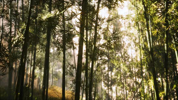 Asian Bamboo Forest with Morning Sunlight alt