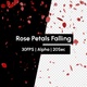 Real Rose Petals Falling - VideoHive Item for Sale