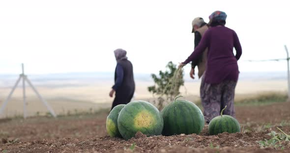 An experienced farmer family in an agricultural field with ripe watermelons in the foreground alt
