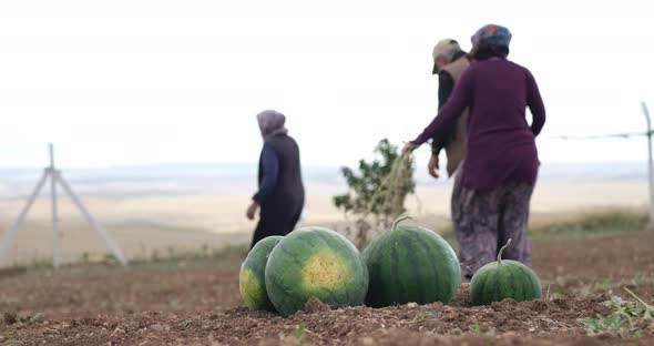 An experienced farmer family in an agricultural field with ripe watermelons in the foreground