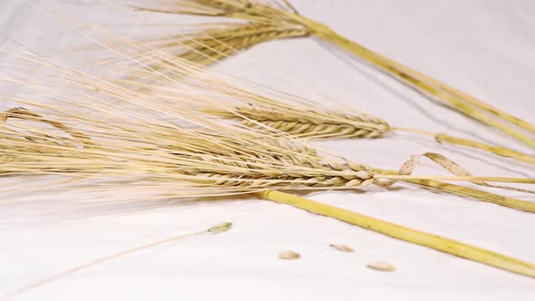 Ears of dry wheat sheaf close on white background