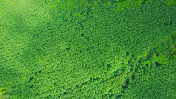 4K Aerial view over a rubber tree alt