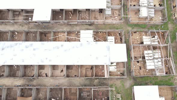 Dogs at the Shelter. Aerial View Slow Motion alt