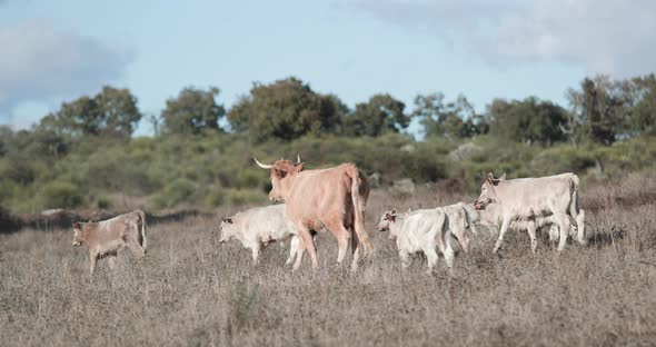 A Mother Jersey Cow With Her Cubs In A Dry Field In Alentejo, Portalegre, Portugal 