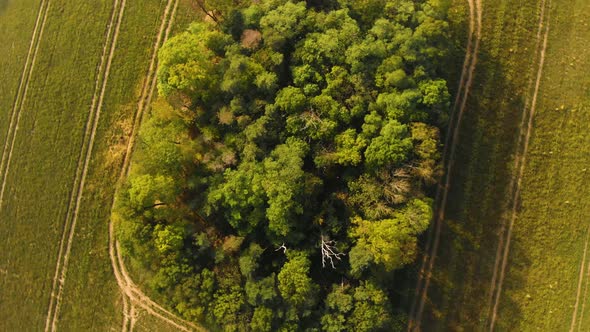 Autumn frees and fields fly over alt