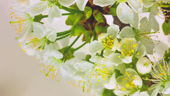 Cherry Blossom Timelapse on White alt