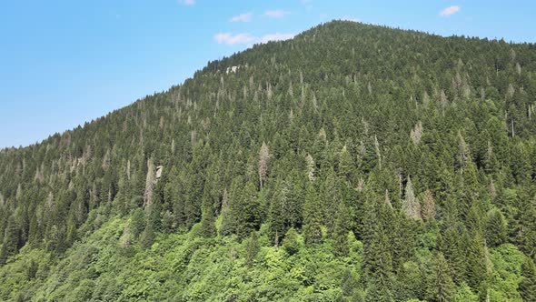 aerial forest landscape alt