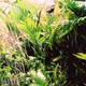 Close Up Jungle Grass and Plants