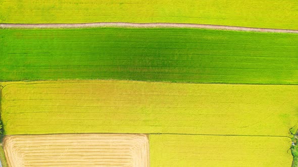 Aerial view of agriculture in rice fields for cultivation. Natural texture alt