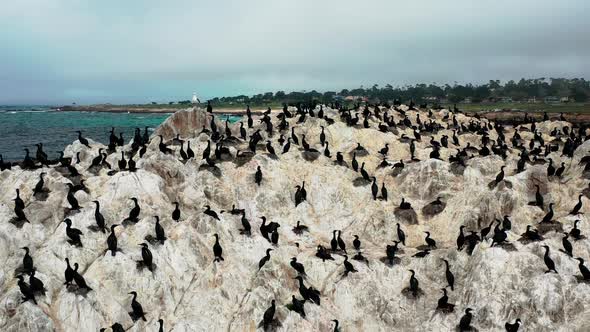 The bird rock in the Pacific Ocean by the Monterey Beach filled with brown pelicans. Aerial drone sh alt