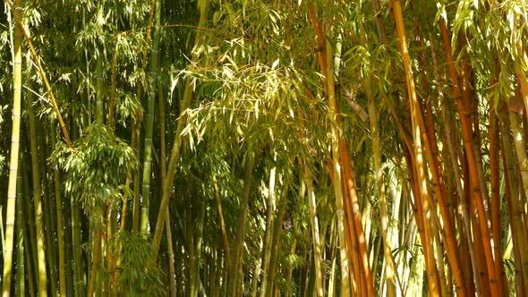 Bamboo Forest Exotic Asian Tropical Atmosphere