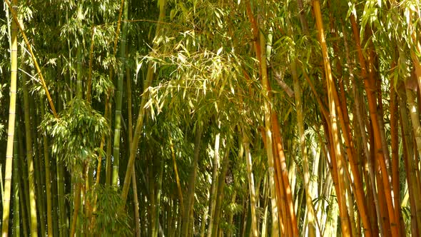 Bamboo Forest Exotic Asian Tropical Atmosphere alt