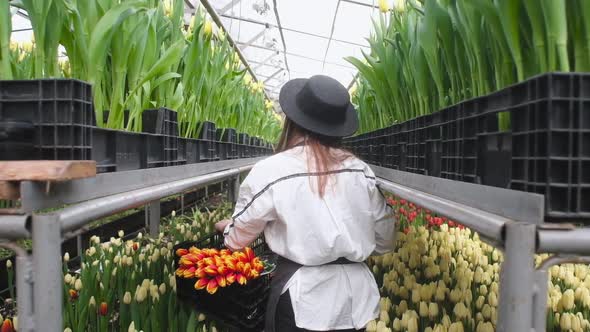 Gardener girl walks along the rows with a box of tulips greenhouse. alt
