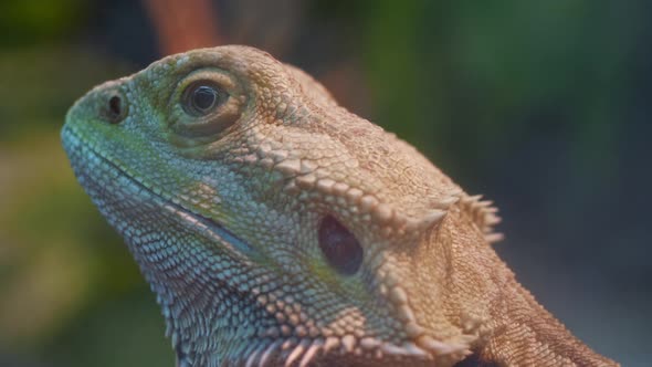 Exotic Animals Iguana Close Up Headshot