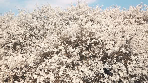 camera moving over spring blooming tree alt