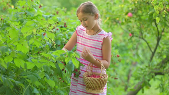 Girl Picks Raspberries alt