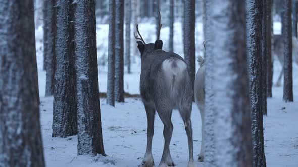 Cheery Couple of Deer Standing in Forest and Looking Around in Finland in Winter