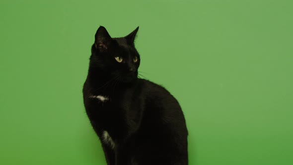 Beautiful cat on the green screen