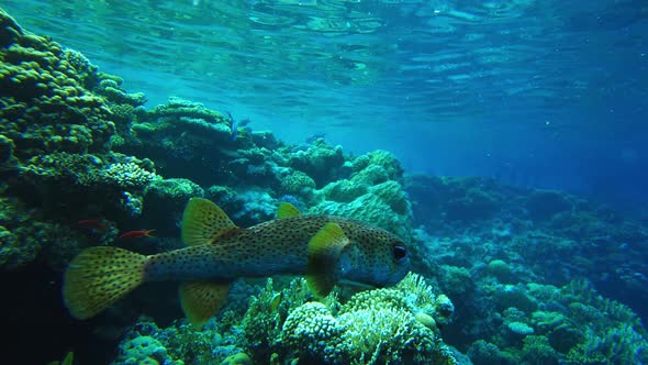 Porcupinefish on a Reef in the Red Sea