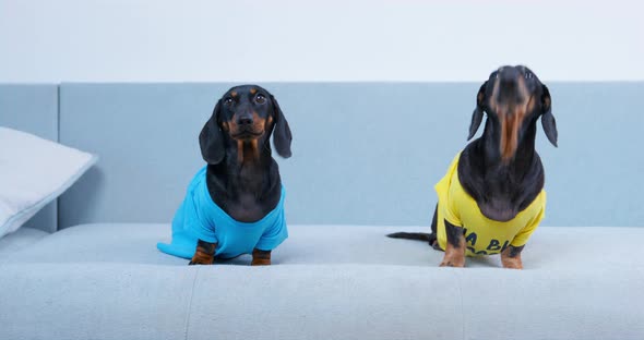 Dachshunds in Yellow and Blue Tshirts Jump Off Gray Sofa