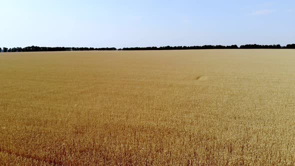 Aero, Beautiful Golden Wheat Field Stretches To the Horizon. Ripe Spikelets Sway in the Wind. Blue alt