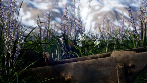 Lavender Field with Blue Sky and Mountain Cover with Snow alt