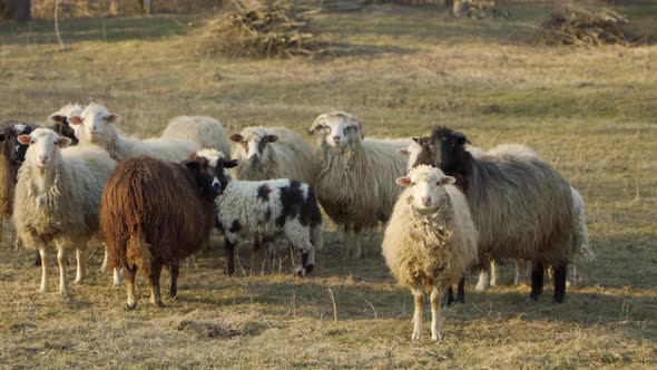 A Small Flock of Grazing Unshorn Sheep