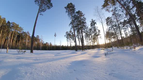 Snowy forest. Time lapse