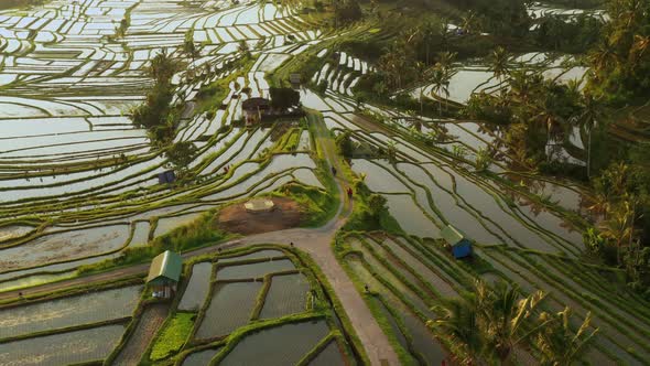 Aerial video in an amazing landscape rice field on Jatiluwih Rice Terraces, Bali, Indonesia alt
