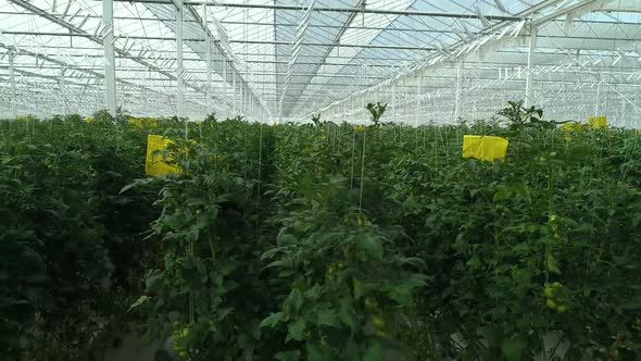 In The Greenhouse alt