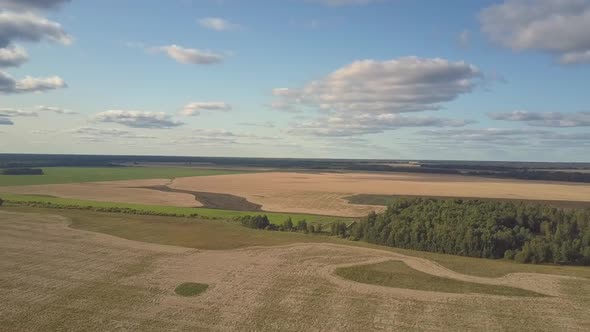 Upper View Endless Wheat Field with Small Green Forest alt