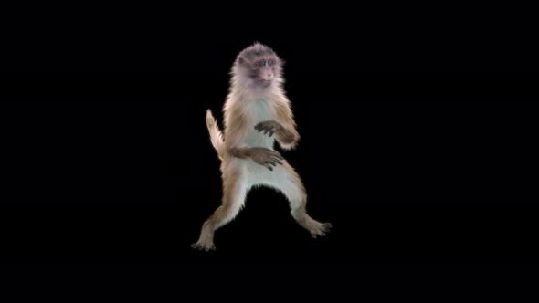 Monkey Dance 4K alt