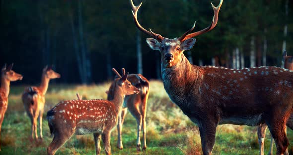 A herd of sika deer graze in the meadow in the wild. Wildlife footage, herd of deer.