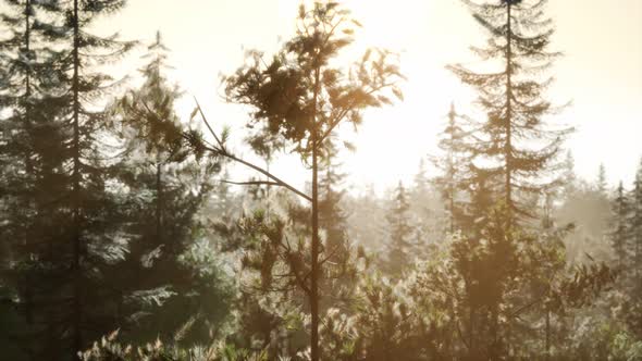 Misty Nordic Forest in Early Morning with Fog alt