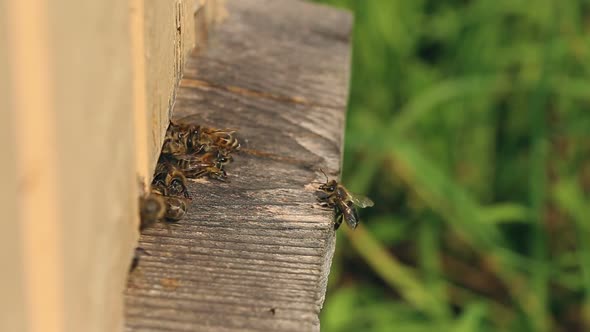 Bees take off for work from a beehive and come back with nectar.
