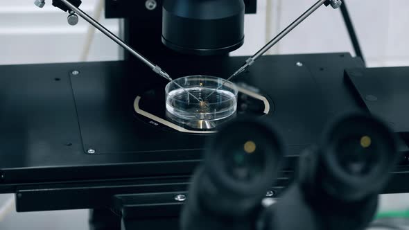 Plate with Cells Is Being Analyzed Under a Microscope alt