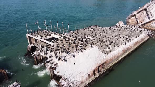 Colony of California cormorant birds sitting on sunken concrete ship SS Palo Alto. Aerial view alt