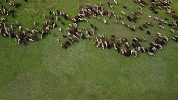 Aerial View at the Sheeps Herd alt