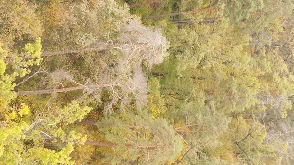 Vertical Video Autumn Forest with Trees in Ukraine Slow Motion alt