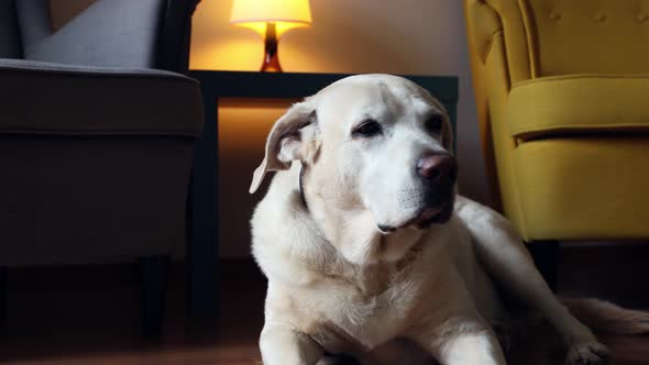 Portrait Dog At Home